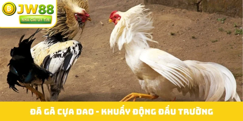 Đá gà cựa dao