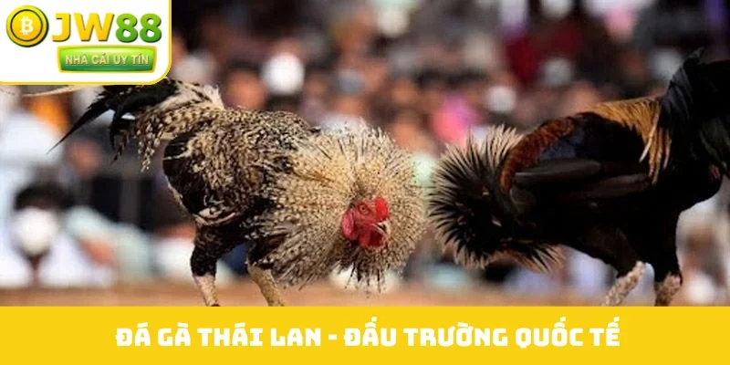 Đá gà Thái Lan