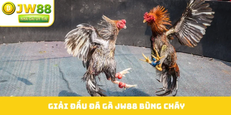 Giải đấu đá gà JW88 bùng cháy