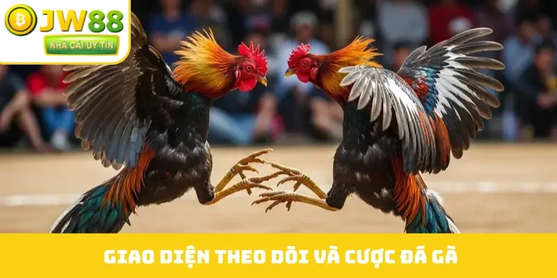 Giao diện theo dõi và cược đá gà