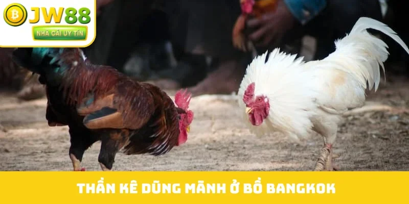 Thần kê dũng mãnh ở bồ Bangkok